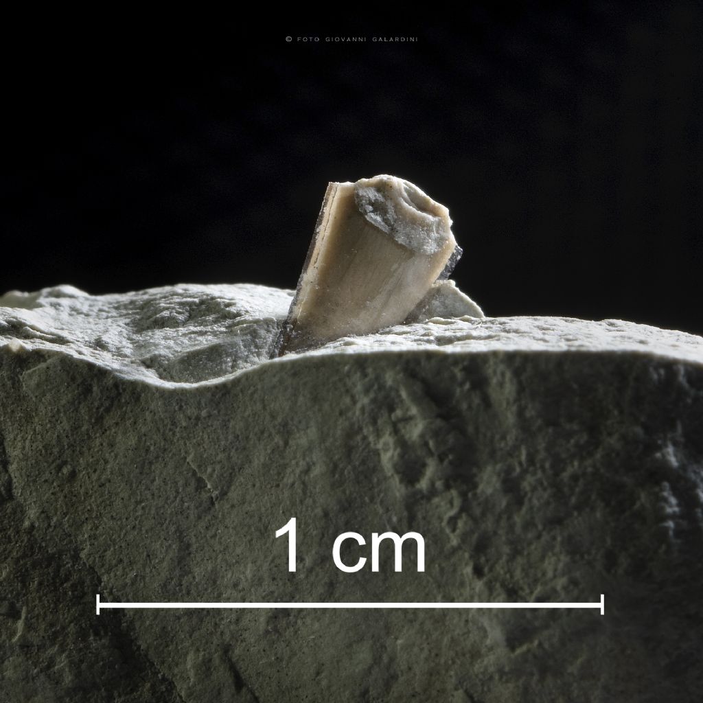 Dente fossile da determinare